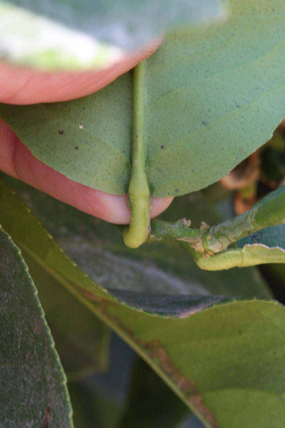              Petiole (Riverside, CA)       